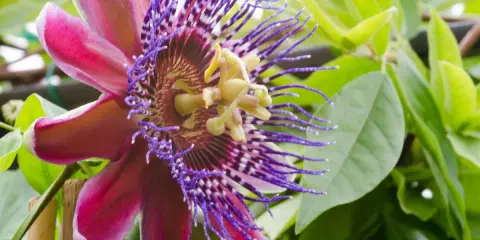 Egzotyczne kwiaty doniczkowe kwitnące, w tym piękna passiflora o purpurowych i różowych płatkach, otoczona zielonymi liśćmi.