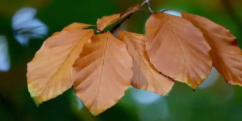 Brązowe liście buka na gałęzi, jesienne barwy w tle.