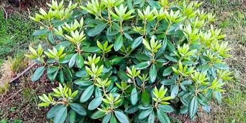 Gęsty rododendron nie kwitnie, jego liście są soczyście zielone, a młode przyrosty jasnozielone.