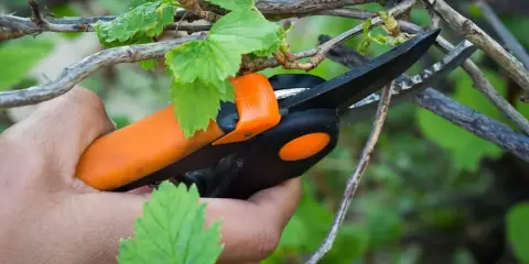 Jak przycinać czarną porzeczkę? Obfite zbiory i zdrowy krzew!