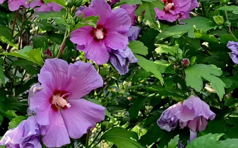 Piękne, fioletowe kwiaty hibiskusa syryjskiego, z pąkami w tle. Wskazówki dotyczące ich uprawy są kluczowe dla uzyskania takiego efektu.