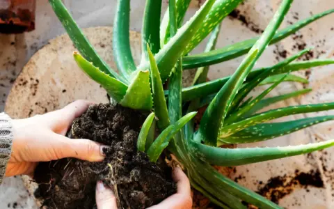 Aloes: jak prawidłowo przycinać? Uniknij błędów, ciesz się żelem