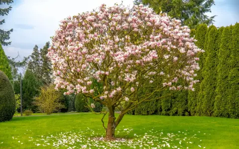 Piękna magnolia z różowymi kwiatami, otoczona zielenią. Wiosna w pełni, a opadłe płatki tworzą dywan na trawniku. To kwitnące drzewa w ogrodzie.