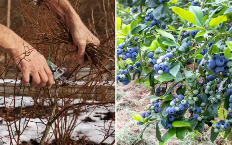 Przycinanie borówki: Kiedy i jak ciąć? Obfite plony krok po kroku