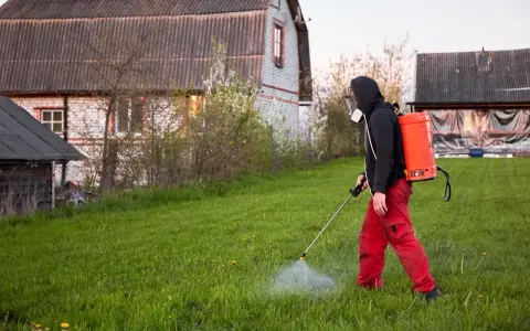 Mężczyzna w masce i czerwonych spodniach opryskuje trawnik, dbając o to, kiedy opryskiwać chwasty na trawniku.