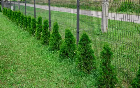 Rząd zielonych, stożkowatych tui szmaragd wzdłuż siatkowego ogrodzenia. Idealny przykład, jak gęsto sadzić tuje szmaragd, by stworzyć żywopłot.