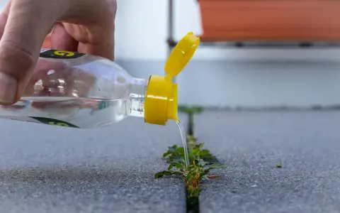Dłoń wylewa ocet na chwasty rosnące w szczelinie chodnika.