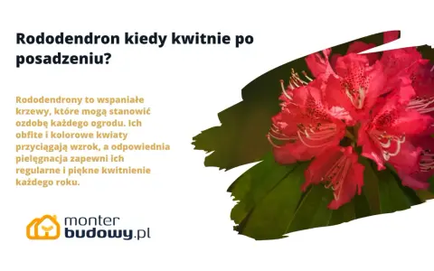Piękny, różowy rododendron w pełni kwitnienia. Pielęgnacja zapewni mu regularne i piękne kwitnienie każdego roku.