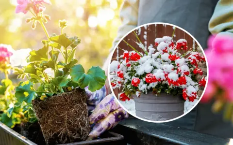 Kiedy sadzić pelargonie? Wiosną, gdy minie ryzyko przymrozków. Unikaj zimowych niespodzianek, jak na zdjęciu z czerwoną pelargonią w śniegu.