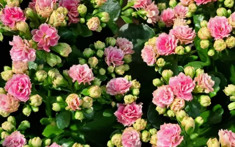 Przycinanie kalanchoe: Jak pobudzić je do ponownego kwitnienia?