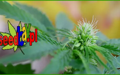 Ile kwitnie marihuana? Przewodnik po fazie kwitnienia i zbiorach