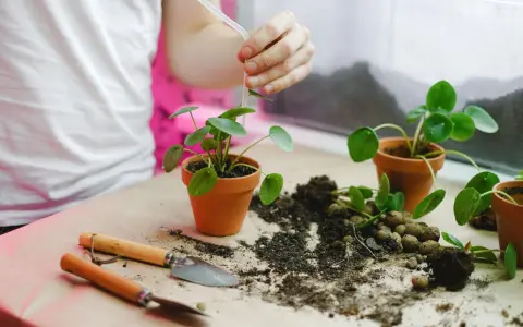 Kiedy przesadzać kwiaty? Terminy, sygnały i porady eksperta.