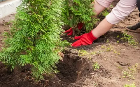 Ręce w czerwonych rękawiczkach sadzą młodą tuję. Właśnie trwa sadzenie tui, aby stworzyć zielony żywopłot.