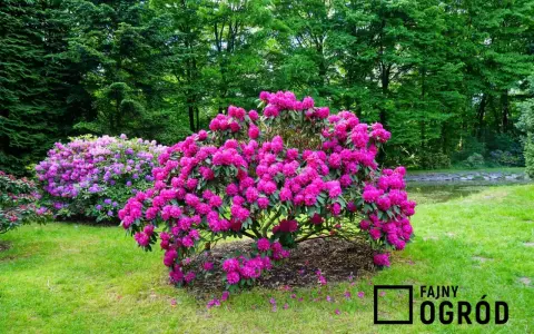 Rododendrony: Ile kwitną? Triki na obfite i długie kwiaty