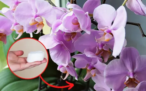 Jak długo kwitnie storczyk? Sekrety obfitego kwitnienia Phalaenopsis