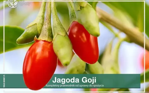 Goji: Jak i kiedy przycinać? Zapewnij sobie rekordowe zbiory!