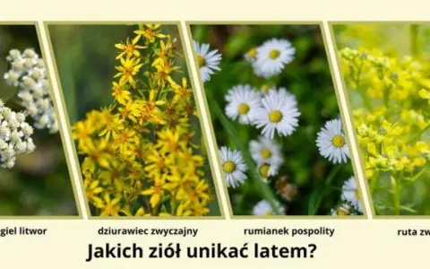 Rumianek czy chwast? Rozpoznaj prawdziwe zioło i uniknij pomyłki.