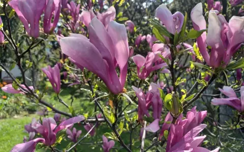 Ile kwitnie magnolia? Sekrety obfitych kwiatów!