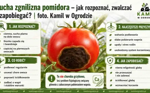 Pomidor z suchą zgnilizną u podstawy. Objawy, przyczyny i sposoby zapobiegania tej fizjologicznej chorobie.