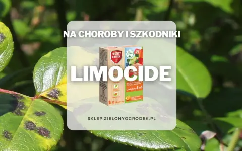 Oprysk Limocide na choroby i szkodniki roślin ozdobnych, owoców i warzyw. Skuteczny preparat 3w1.