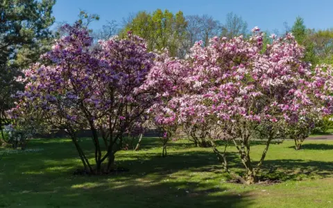Dwie kwitnące magnolie w pełnym rozkwicie, z różowymi kwiatami. Wiosna pokazuje, jak szybko rośnie magnolia, tworząc piękny widok.