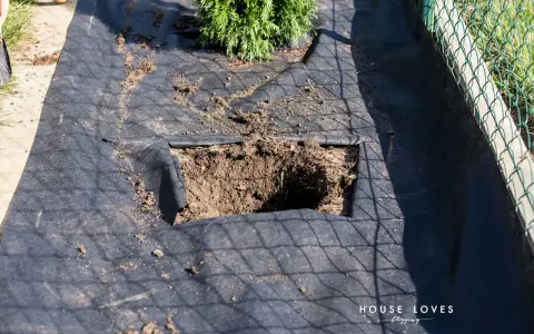 Przygotowana ziemia pod tuje. Czarna agrowłóknina z wyciętym kwadratem na sadzonkę.