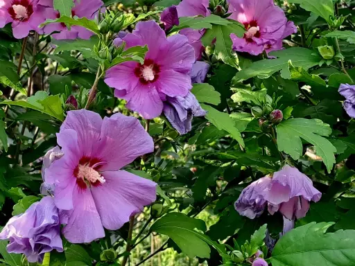 Piękne, fioletowe kwiaty hibiskusa syryjskiego, z pąkami w tle. Wskazówki dotyczące ich uprawy są kluczowe dla uzyskania takiego efektu.