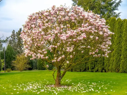 Piękna magnolia z różowymi kwiatami, otoczona zielenią. Wiosna w pełni, a opadłe płatki tworzą dywan na trawniku. To kwitnące drzewa w ogrodzie.