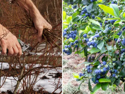 Przycinanie borówki: Kiedy i jak ciąć? Obfite plony krok po kroku