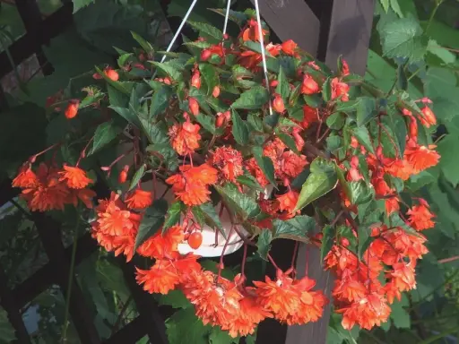 Kaskada pomarańczowych kwiatów, piękna begonia zwisająca, tworzy barwny wodospad w wiszącej donicy.
