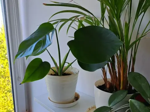 Kwitnąca monstera: Rzadki cud czy realny cel w domu?