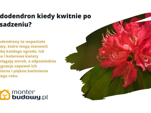 Piękny, różowy rododendron w pełni kwitnienia. Pielęgnacja zapewni mu regularne i piękne kwitnienie każdego roku.
