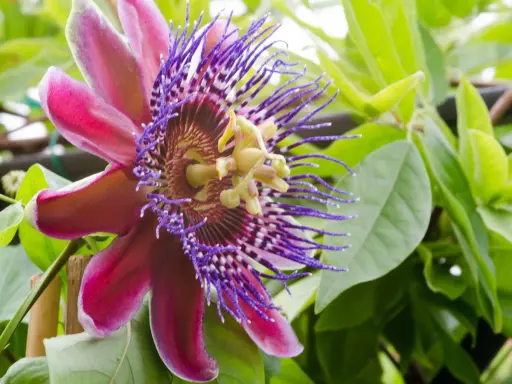 Egzotyczne kwiaty doniczkowe kwitnące, w tym piękna passiflora o purpurowych i różowych płatkach, otoczona zielonymi liśćmi.