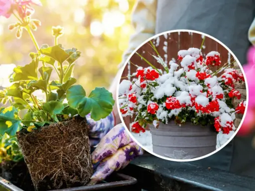 Kiedy sadzić pelargonie? Wiosną, gdy minie ryzyko przymrozków. Unikaj zimowych niespodzianek, jak na zdjęciu z czerwoną pelargonią w śniegu.