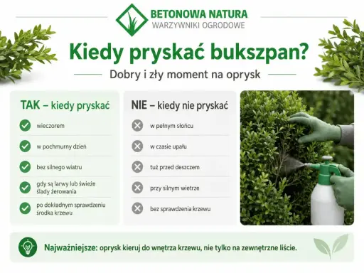 Oprysk na ćmę bukszpanową wykonuj wieczorem, w pochmurny dzień, bez silnego wiatru. Unikaj słońca, upału i deszczu. Celuj w środek krzewu.