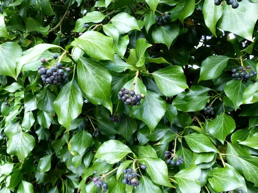 Gęste, błyszczące liście bluszczu z kiściami ciemnych, okrągłych owoców. To naturalny hedera kwiat.