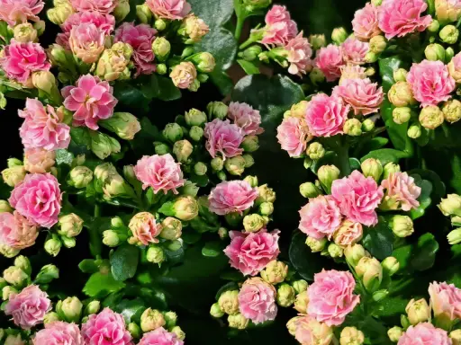 Przycinanie kalanchoe: Jak pobudzić je do ponownego kwitnienia?
