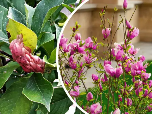 Owoc magnolii, różowy i pękaty, wśród zielonych liści, obok kwitnącej magnolii z fioletowymi kwiatami.