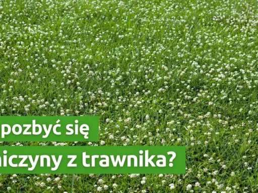 Czerwona koniczyna w trawniku: intruz czy sojusznik? Zwalczanie i prewencja
