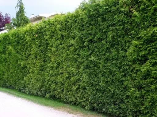 Jak przycinać tuje? Gęsty żywopłot i zdrowe rośliny bez błędów!
