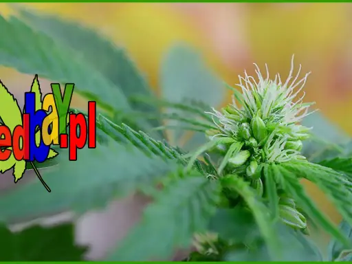 Ile kwitnie marihuana? Przewodnik po fazie kwitnienia i zbiorach