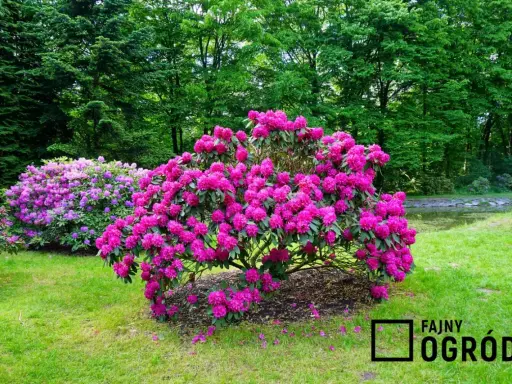 Rododendrony: Ile kwitną? Triki na obfite i długie kwiaty