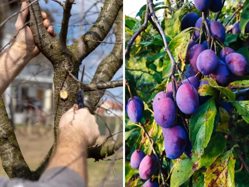 Przycinanie śliwy węgierki: Kiedy i jak? Zdrowe drzewo, obfite plony