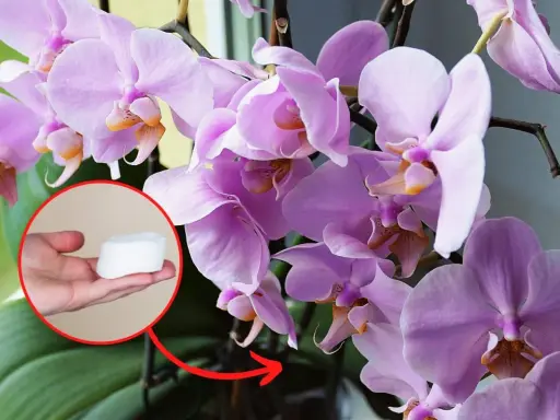 Jak długo kwitnie storczyk? Sekrety obfitego kwitnienia Phalaenopsis