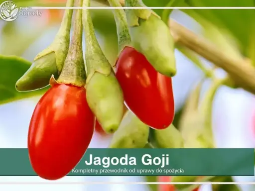 Goji: Jak i kiedy przycinać? Zapewnij sobie rekordowe zbiory!