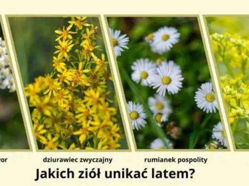 Rumianek czy chwast? Rozpoznaj prawdziwe zioło i uniknij pomyłki.