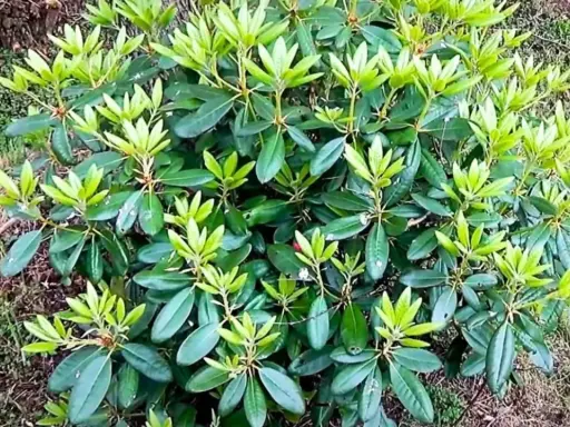 Gęsty rododendron nie kwitnie, jego liście są soczyście zielone, a młode przyrosty jasnozielone.