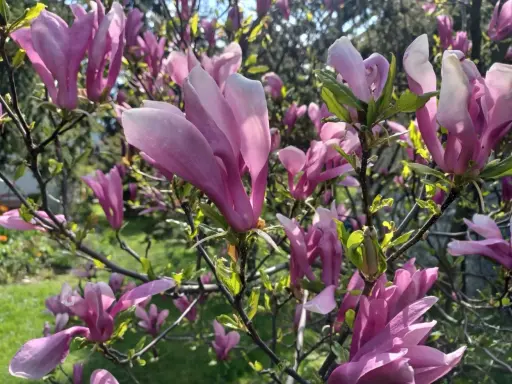 Ile kwitnie magnolia? Sekrety obfitych kwiatów!
