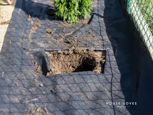 Przygotowana ziemia pod tuje. Czarna agrowłóknina z wyciętym kwadratem na sadzonkę.