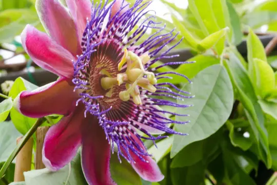 Egzotyczne kwiaty doniczkowe kwitnące, w tym piękna passiflora o purpurowych i różowych płatkach, otoczona zielonymi liśćmi.
